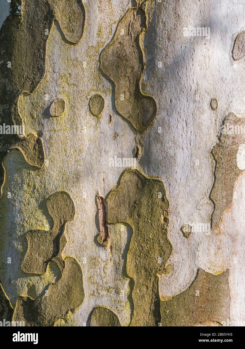 Verde grigio albero corteccia con trama ombra. La parte verde della corteccia viene sbucciata via e gli pagliette aggiungono alla complessità delle strutture. Foto Stock