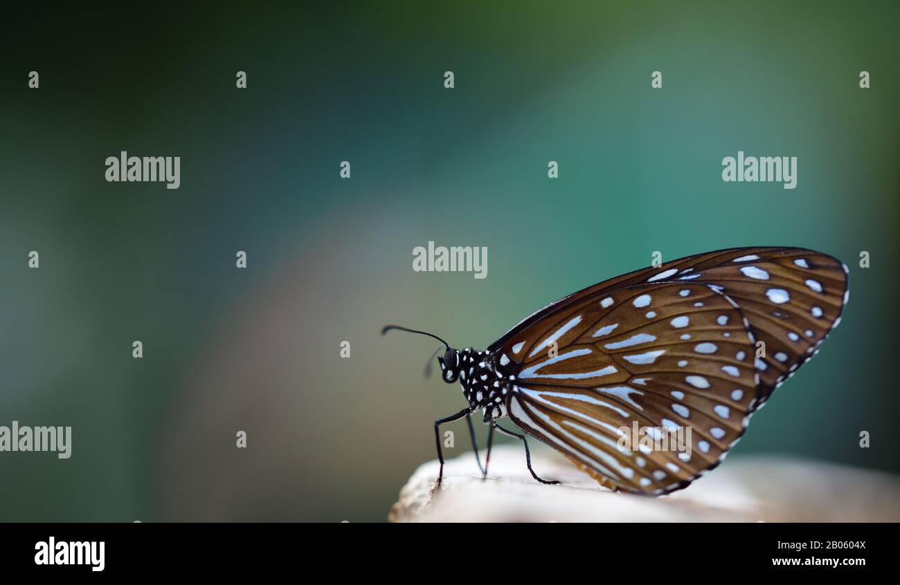 Primo piano di una "tigre blu" o tigrumala hamata farfalla seduta su uno sfondo scuro, blu e colorato e spazio per il testo Foto Stock