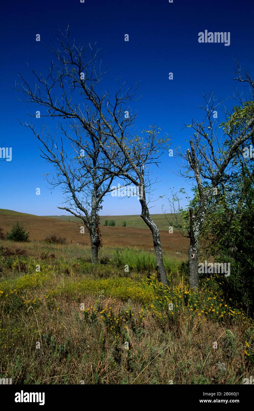 USA, KANSAS, COLLINE DI SELCE, VICINO ALLA CITTÀ FORTE, TALLGRASS PRAIRIE, MAXIMILIAN GIRASOLE Foto Stock