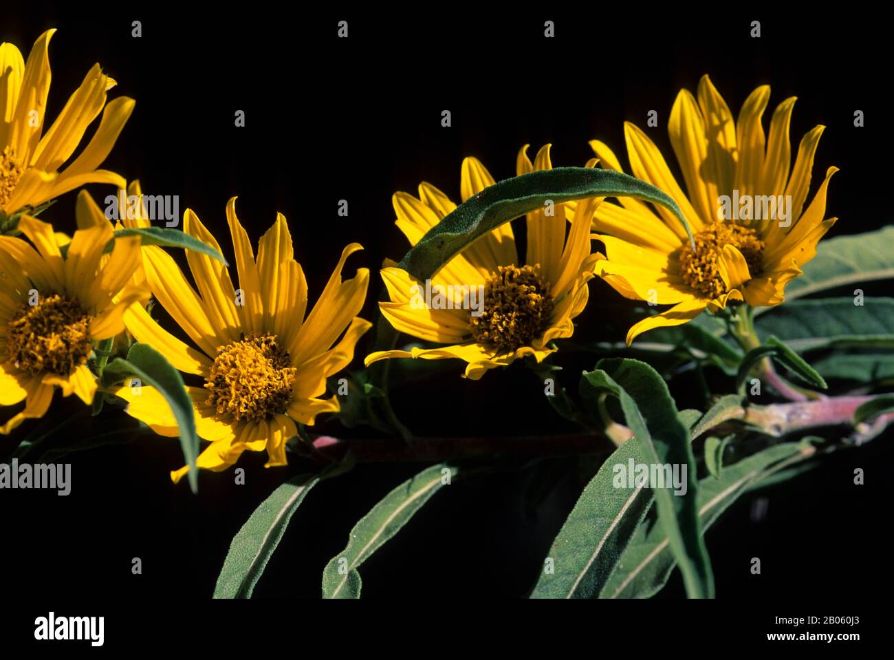 USA, KANSAS, COLLINE DI SELCE, VICINO ALLA CITTÀ FORTE, TALLGRASS PRAIRIE, MAXIMILIAN GIRASOLE Foto Stock