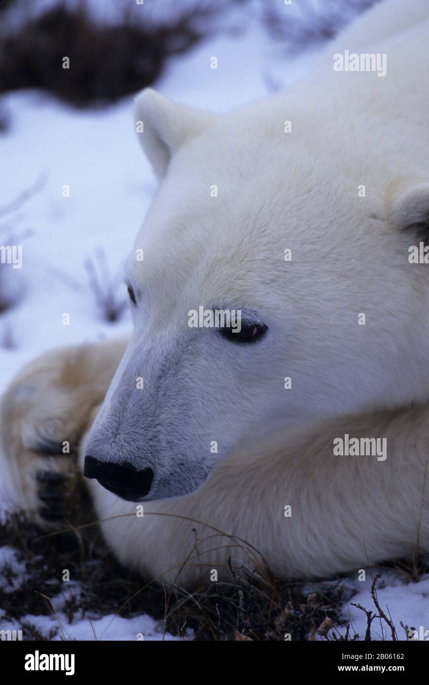 CANADA, MANITOBA, CHURCHILL, TUNDRA, ORSO POLARE, RITRATTO Foto Stock