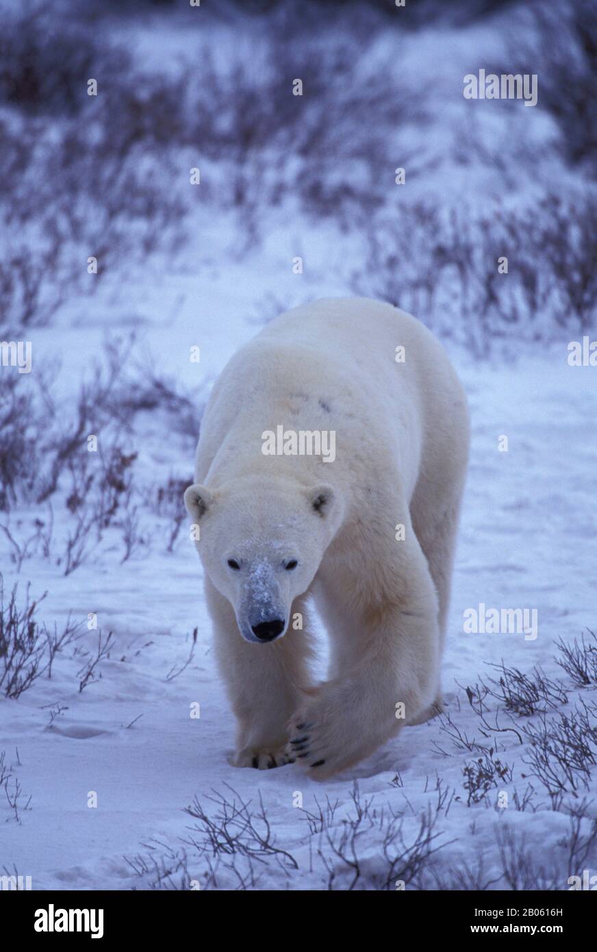 CANADA, MANITOBA, CHURCHILL, TUNDRA, CAMMINATA DELL'ORSO POLARE Foto Stock