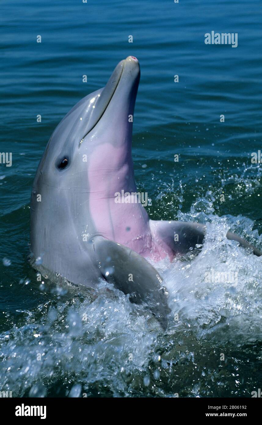 USA, FLORIDA, TASTO ERBOSO, CENTRO DI RICERCA DEI DELFINI, DELFINO A NASO DI BOTTIGLIA ATLANTICO Foto Stock