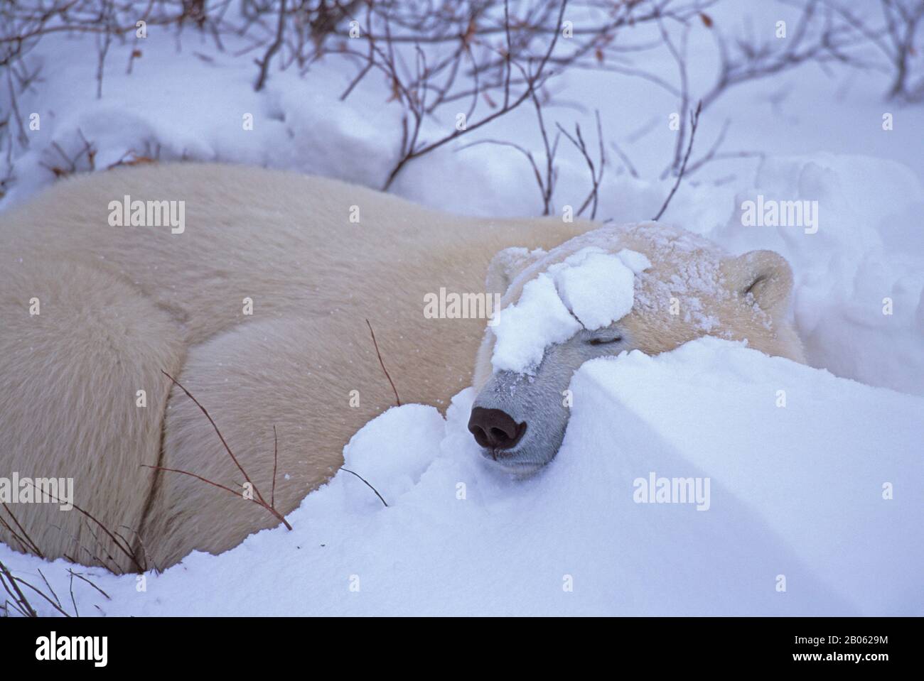 CANADA, MANITOBA, VICINO CHURCHILL, TUNDRA, ORSO POLARE CHE DORME Foto Stock