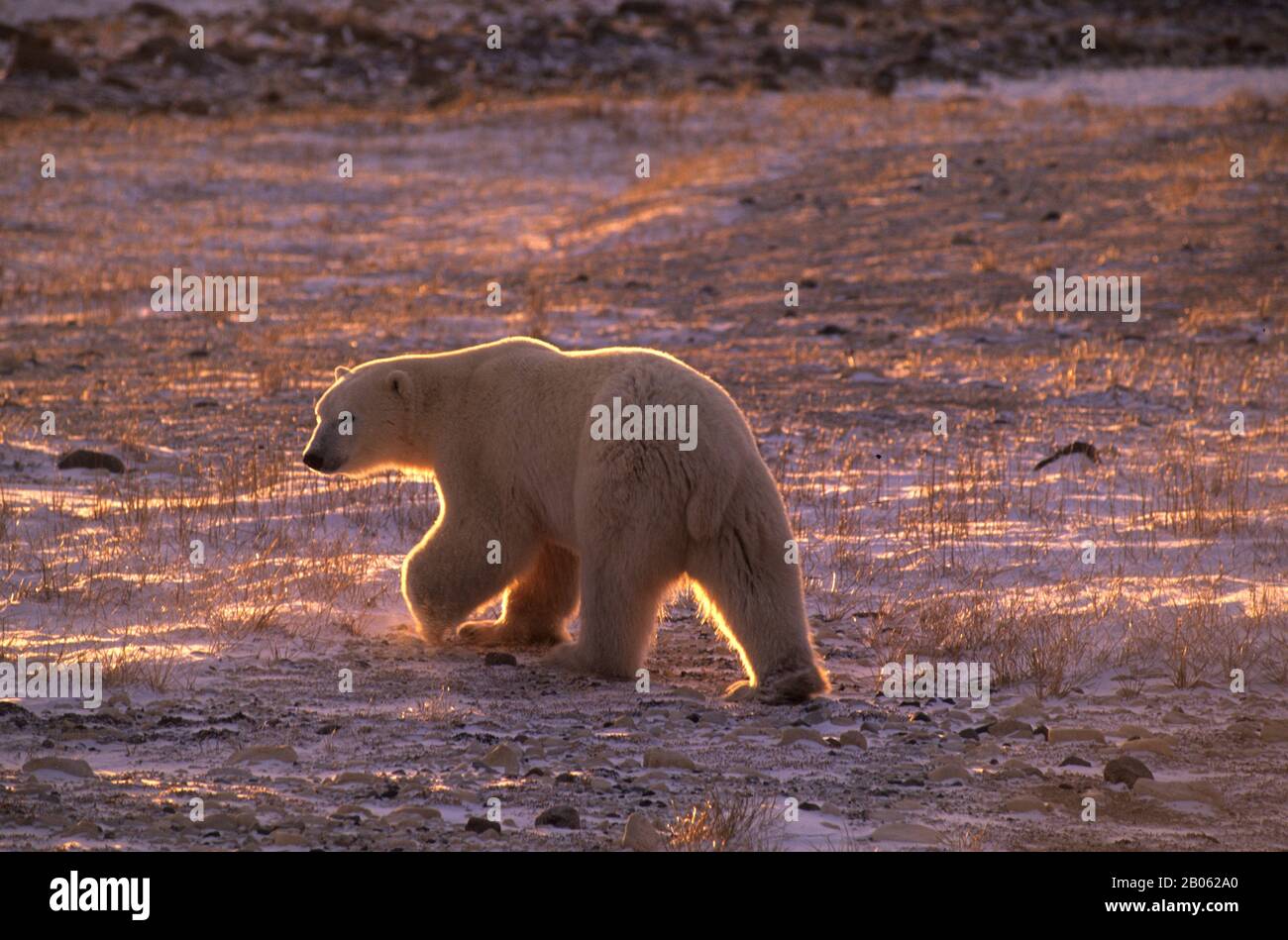 CANADA, MANITOBA, VICINO CHURCHILL, TUNDRA, PASSEGGIATA POLARE DELL'ORSO Foto Stock