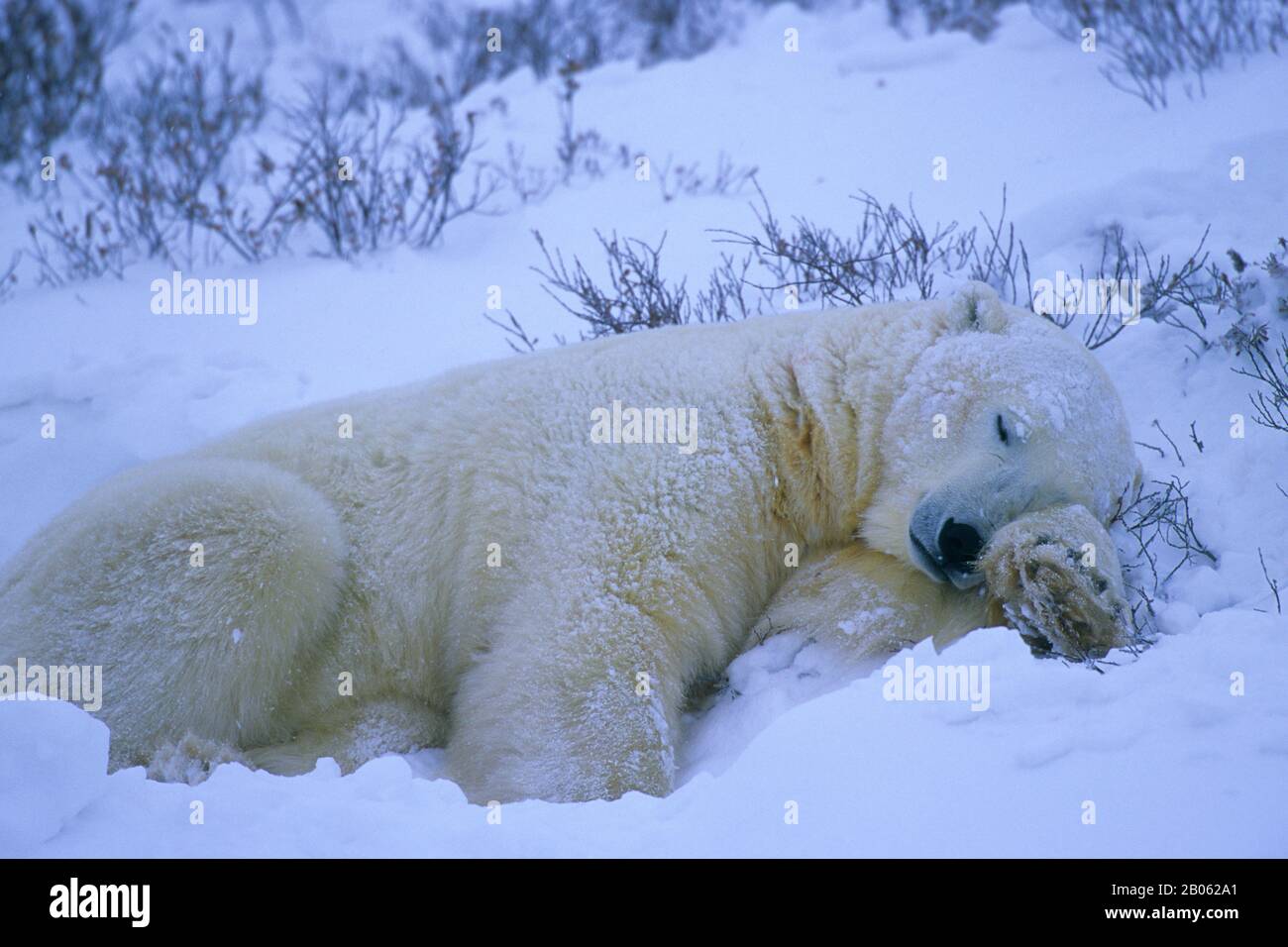 CANADA, MANITOBA, VICINO CHURCHILL, TUNDRA, ORSO POLARE ADDORMENTATO, ORSO POLARE (URSUS MARITIMUS) Foto Stock