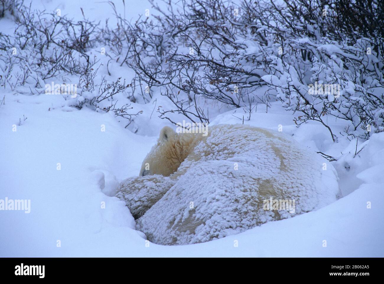 CANADA, MANITOBA, VICINO CHURCHILL, TUNDRA, ORSO POLARE ADDORMENTATO, ORSO POLARE (URSUS MARITIMUS) Foto Stock