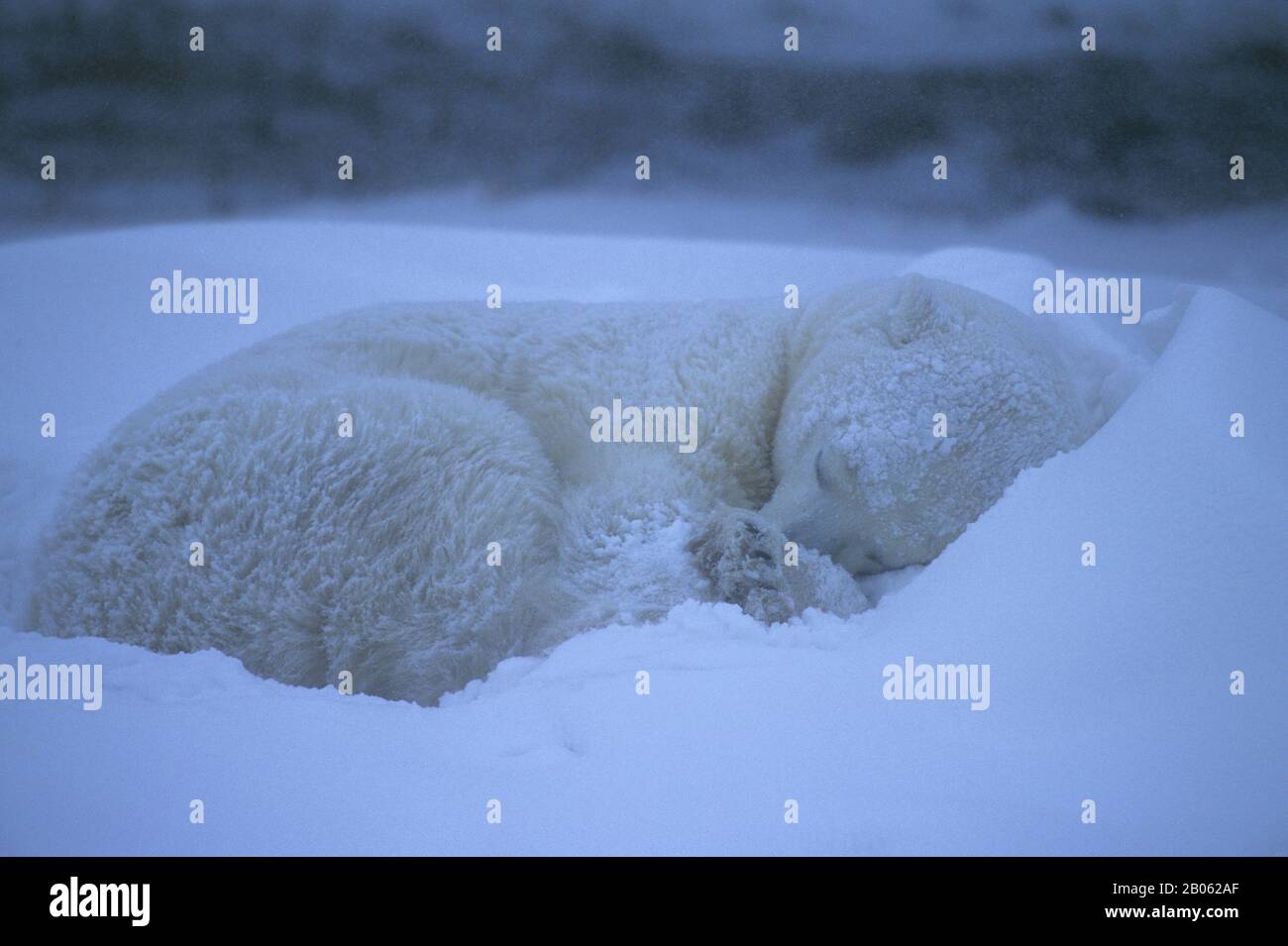 CANADA, MANITOBA, VICINO CHURCHILL, TUNDRA, ORSO POLARE ADDORMENTATO, ORSO POLARE (URSUS MARITIMUS) Foto Stock
