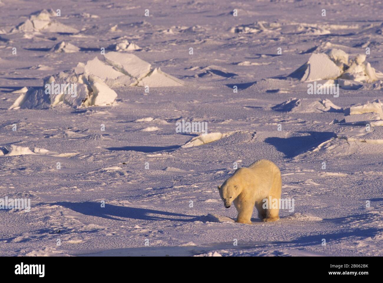 CANADA, MANITOBA, VICINO CHURCHILL, ORSO POLARE A PIEDI SUL GHIACCIO DEL MARE Foto Stock