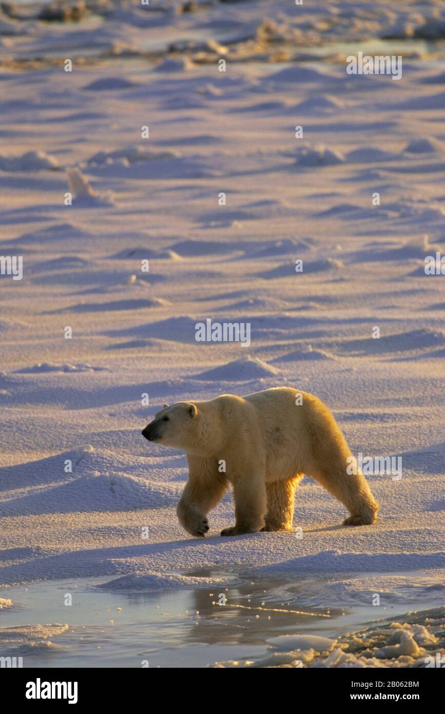 CANADA, MANITOBA, VICINO CHURCHILL, ORSO POLARE A PIEDI SUL GHIACCIO DEL MARE, ORSO POLARE (URSUS MARITIMUS) Foto Stock