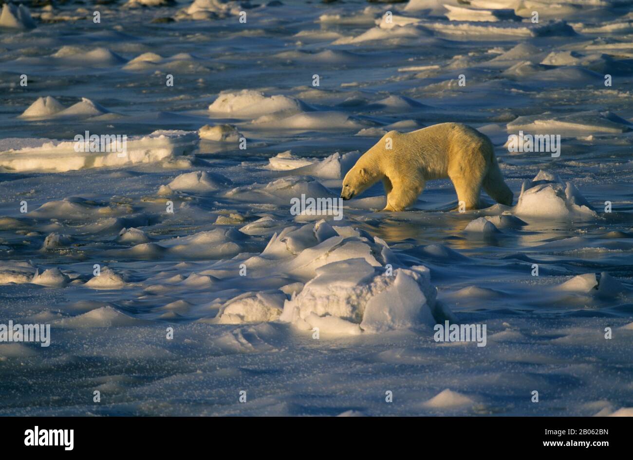 CANADA, MANITOBA, VICINO CHURCHILL, ORSO POLARE A PIEDI SUL GHIACCIO DEL MARE, ORSO POLARE (URSUS MARITIMUS) Foto Stock