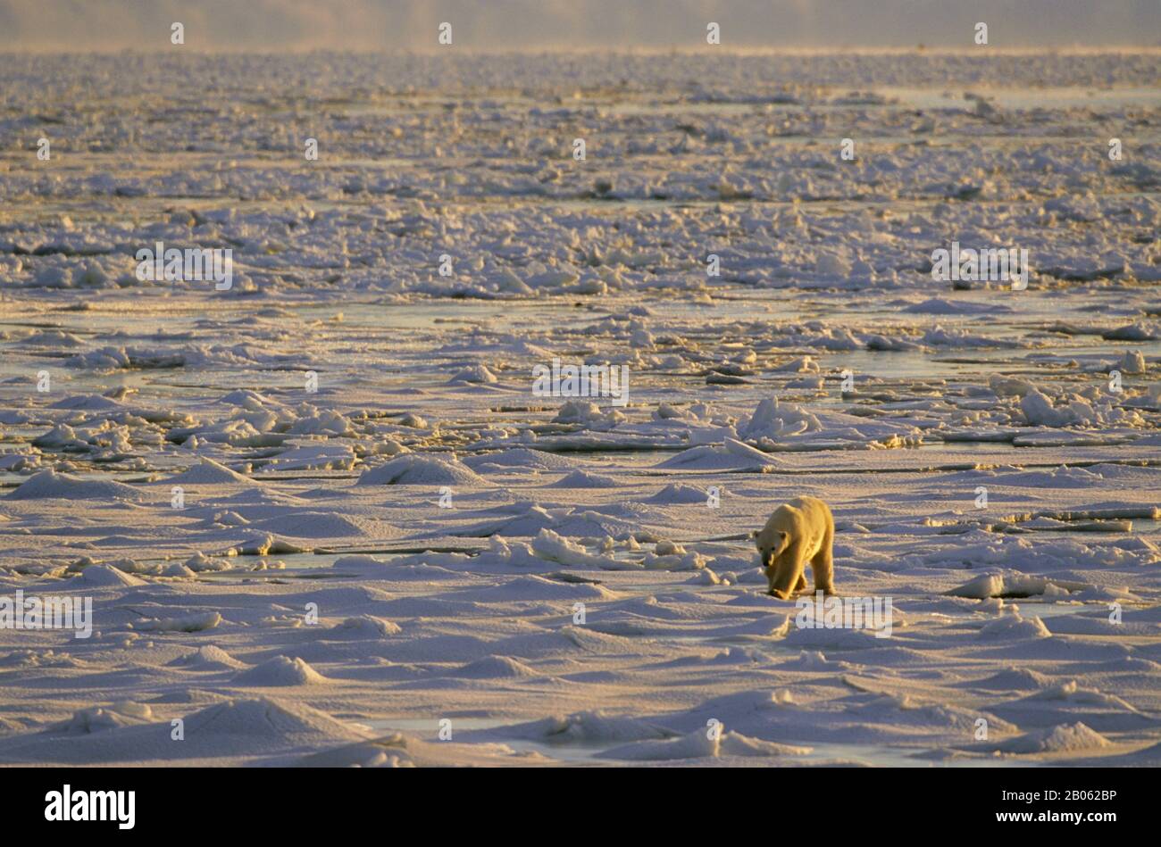 CANADA, MANITOBA, VICINO CHURCHILL, ORSO POLARE A PIEDI SUL GHIACCIO DEL MARE, ORSO POLARE (URSUS MARITIMUS) Foto Stock