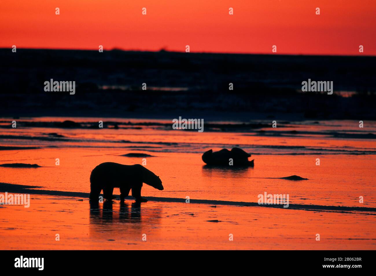 CANADA, MANITOBA, VICINO CHURCHILL, TUNDRA, ORSO POLARE SILHOUETTE AL TRAMONTO, ORSO POLARE (URSUS MARITIMUS) Foto Stock