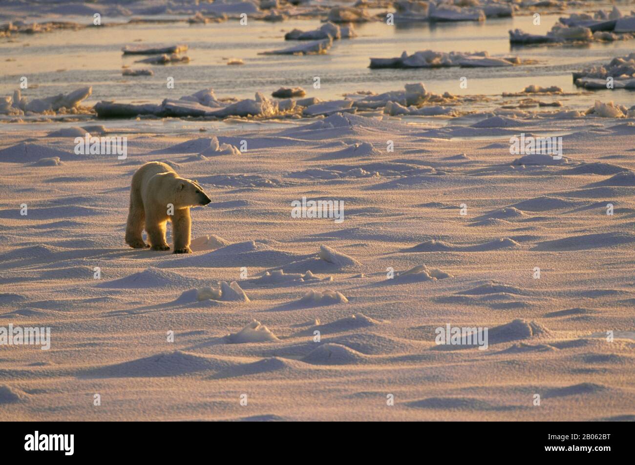 CANADA, MANITOBA, VICINO CHURCHILL, ORSO POLARE A PIEDI SUL GHIACCIO DEL MARE, ORSO POLARE (URSUS MARITIMUS) Foto Stock