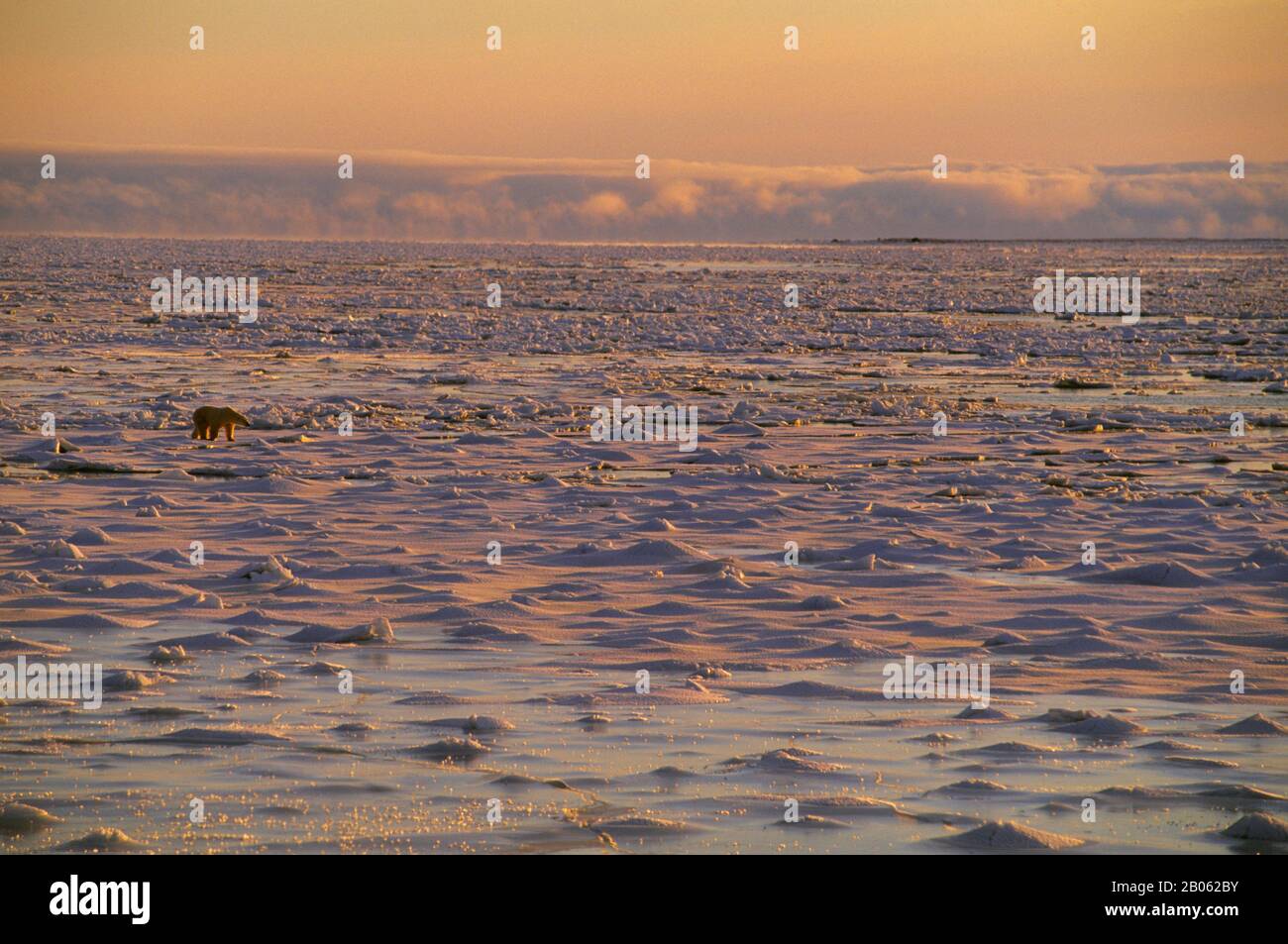 CANADA, MANITOBA, VICINO CHURCHILL, ORSO POLARE A PIEDI SUL GHIACCIO DEL MARE, ORSO POLARE (URSUS MARITIMUS) Foto Stock