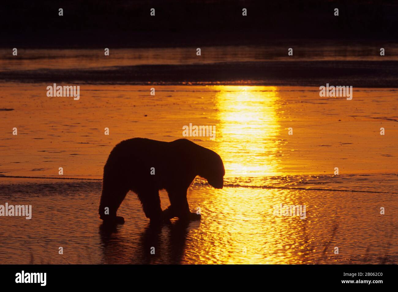 CANADA, MANITOBA, VICINO CHURCHILL, TUNDRA, ORSO POLARE SILHOUETTE AL TRAMONTO Foto Stock