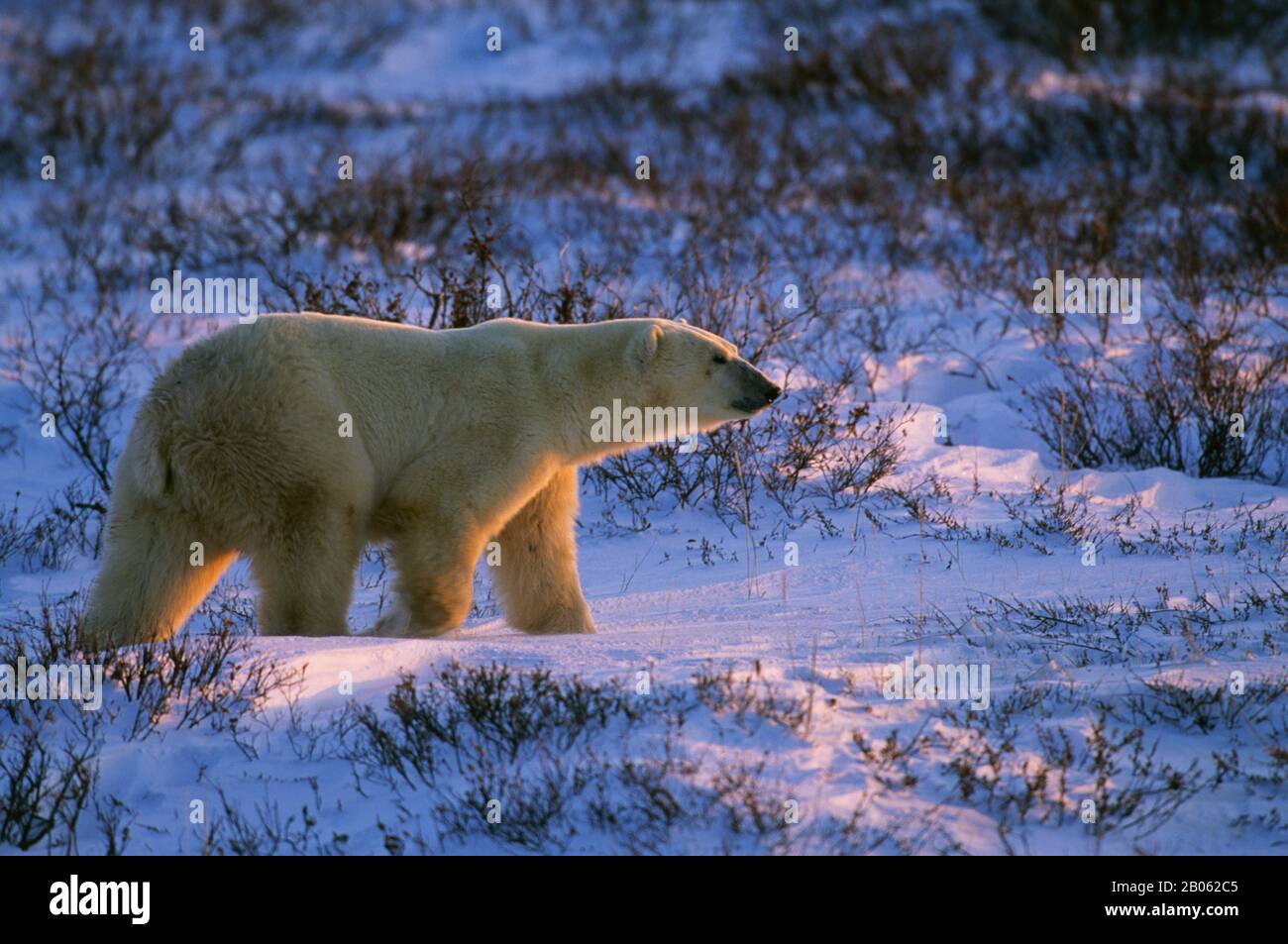 CANADA, MANITOBA, VICINO CHURCHILL, TUNDRA, CAMMINATA DELL'ORSO POLARE, ORSO POLARE (URSUS MARITIMUS) Foto Stock