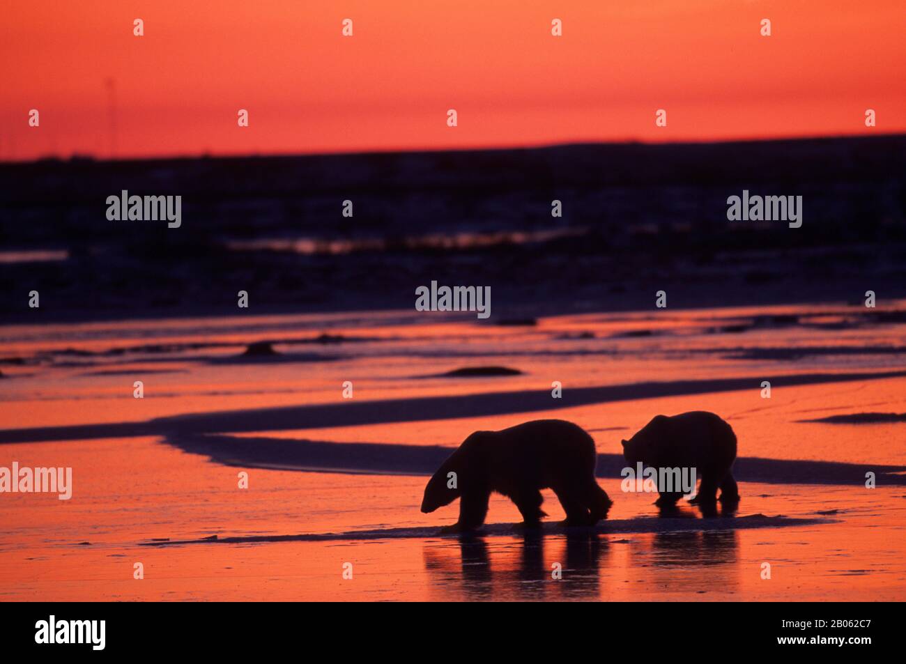 CANADA, MANITOBA, VICINO CHURCHILL, TUNDRA, ORSI POLARI SILHOUETTE AL TRAMONTO Foto Stock