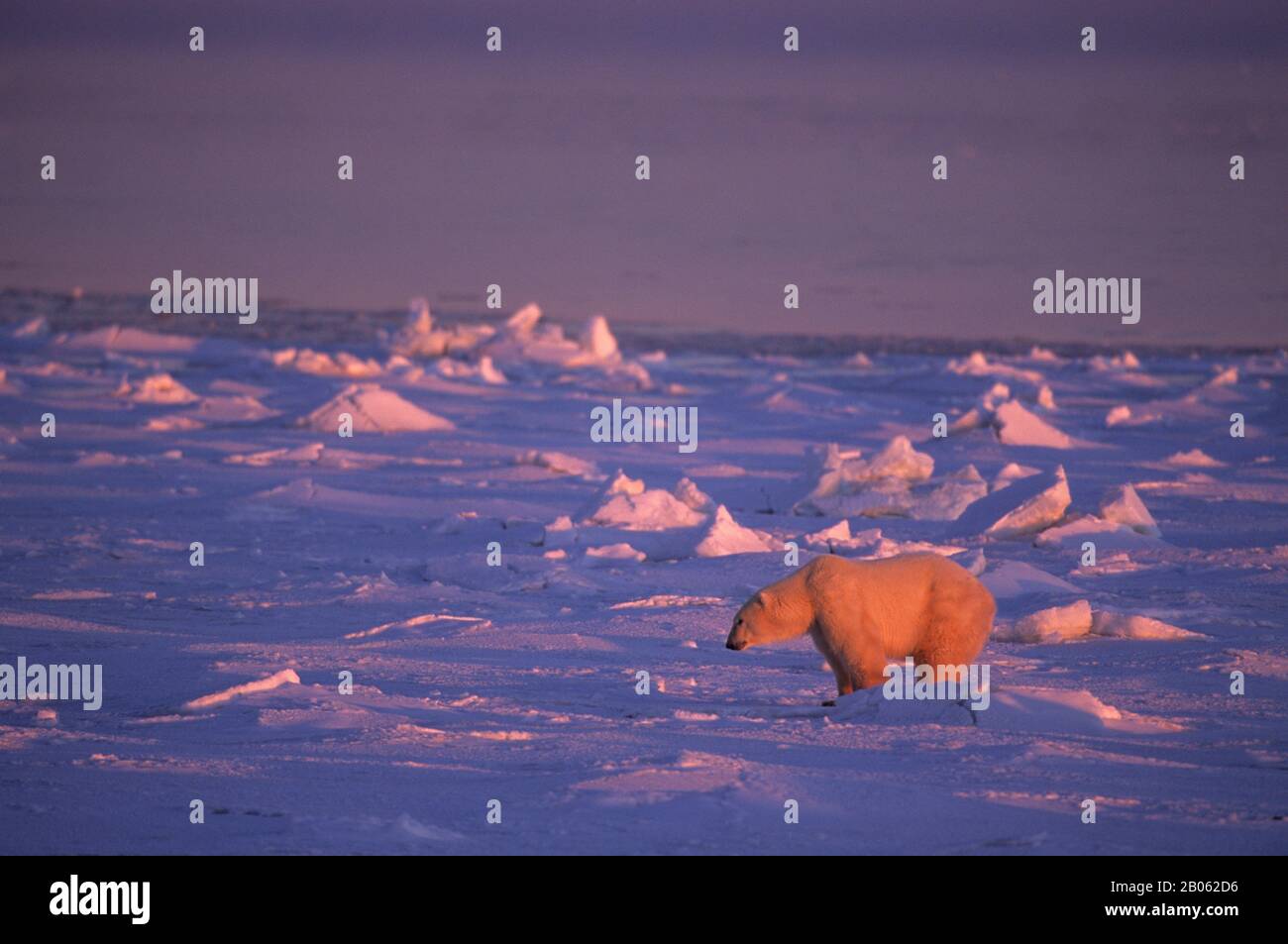 CANADA, MANITOBA, VICINO CHURCHILL, HUDSON BAY, ORSO POLARE SUL GHIACCIO, ALL'ALBA Foto Stock