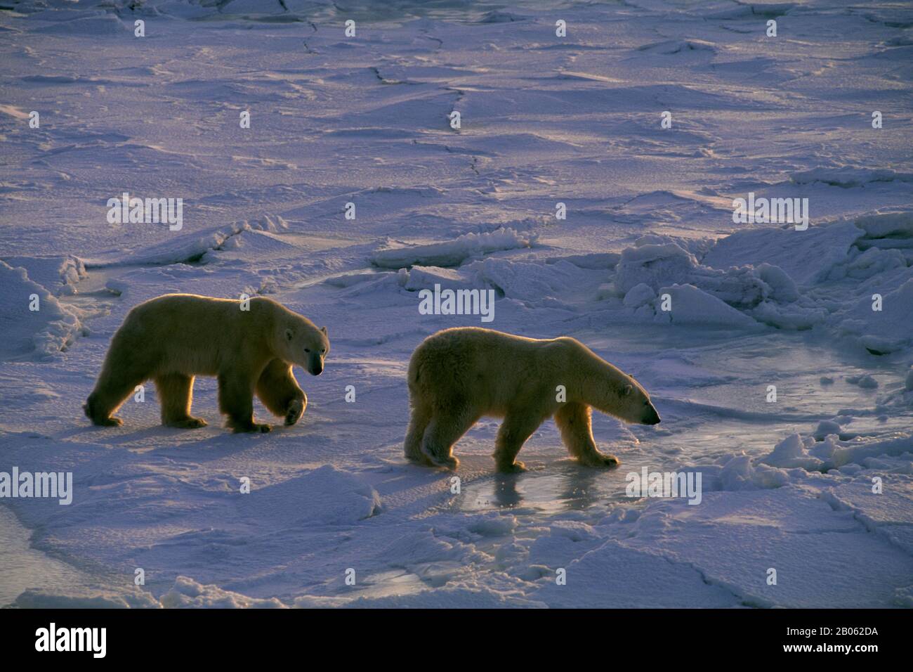 CANADA, MANITOBA, VICINO CHURCHILL, ORSI POLARI A PIEDI SUL GHIACCIO DEL MARE, ORSO POLARE (URSUS MARITIMUS) Foto Stock