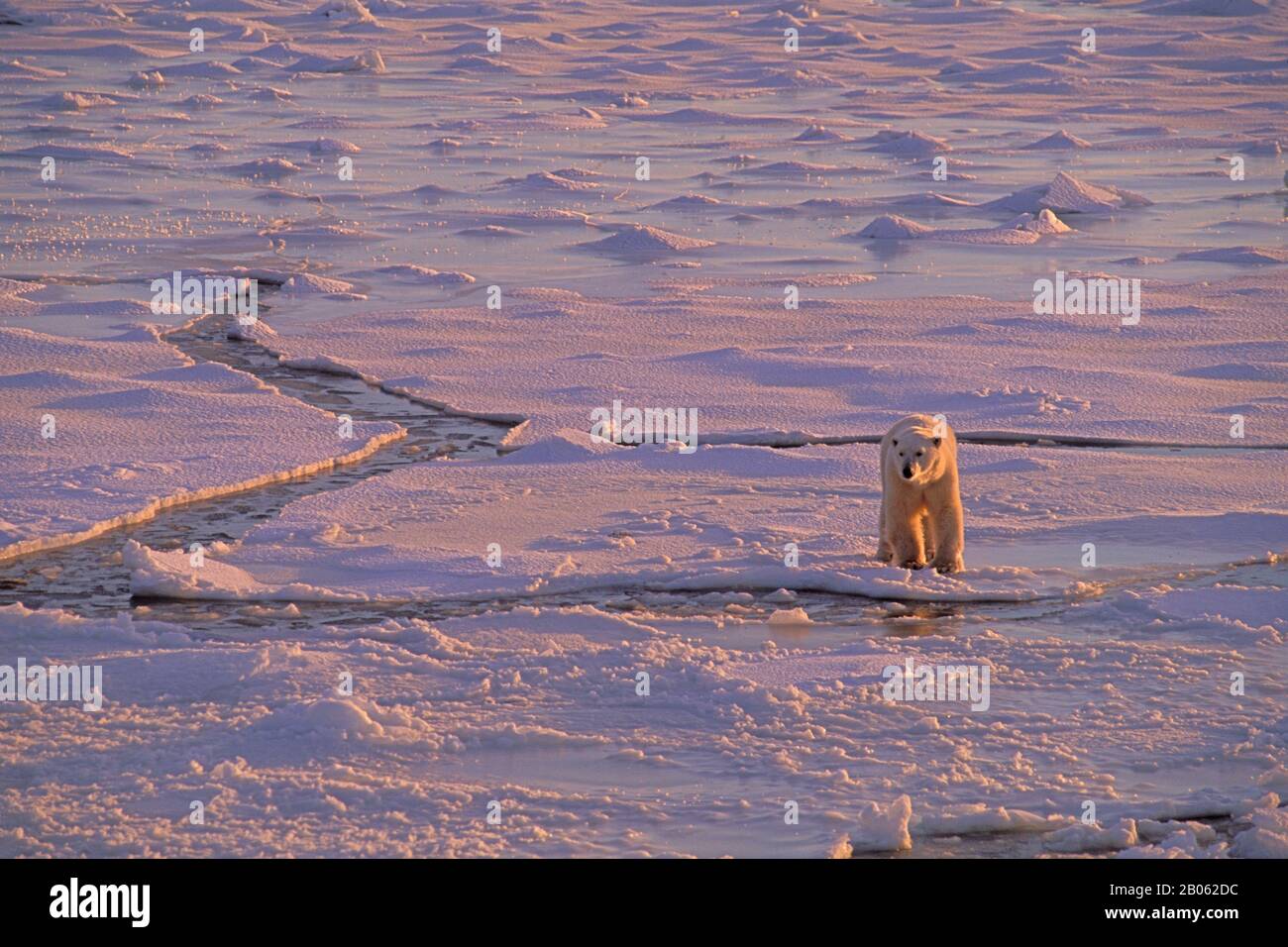 CANADA, MANITOBA, VICINO CHURCHILL, ORSO POLARE A PIEDI SUL GHIACCIO DEL MARE Foto Stock
