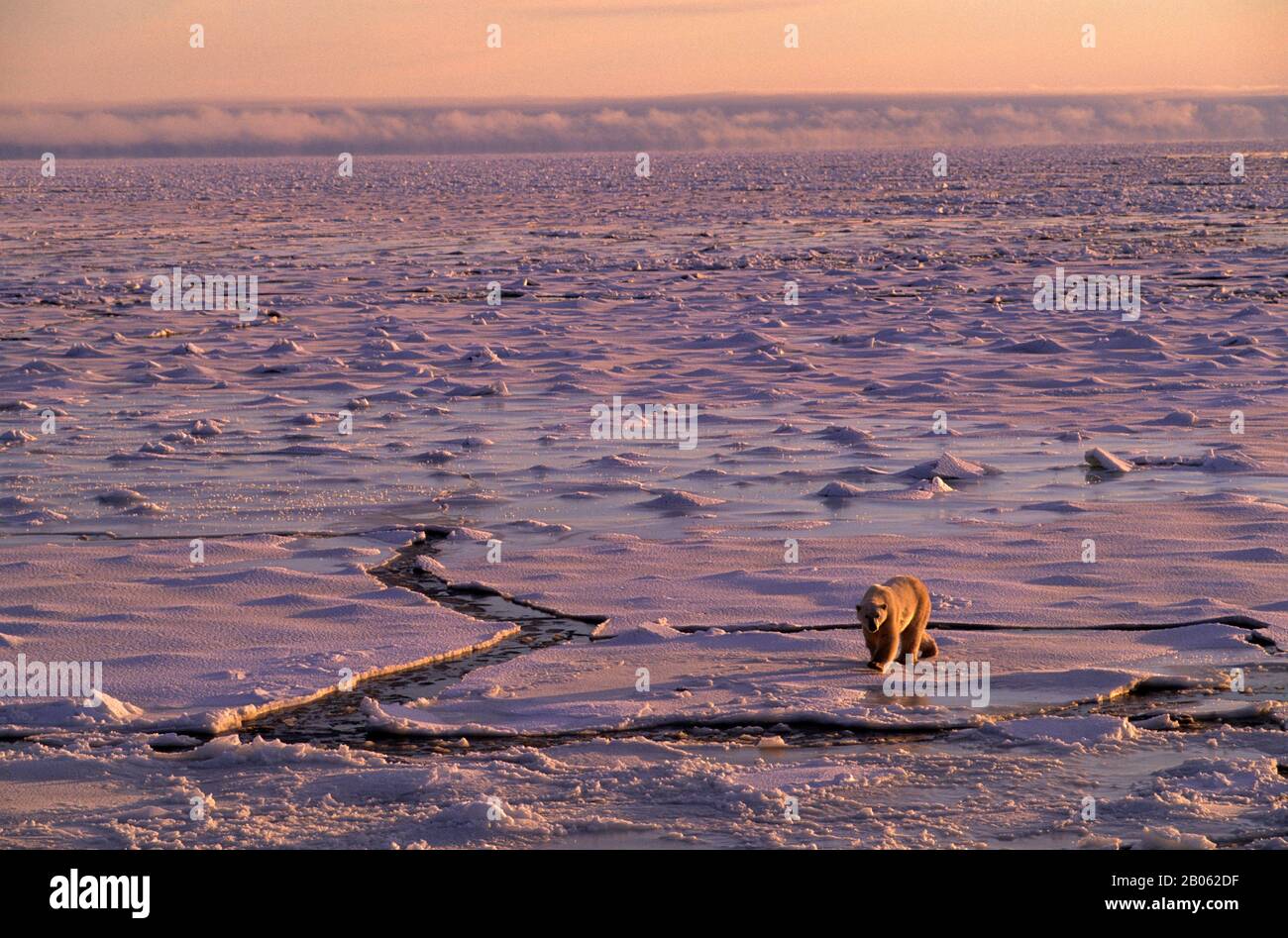 CANADA, MANITOBA, VICINO CHURCHILL, ORSO POLARE A PIEDI SUL GHIACCIO DEL MARE Foto Stock
