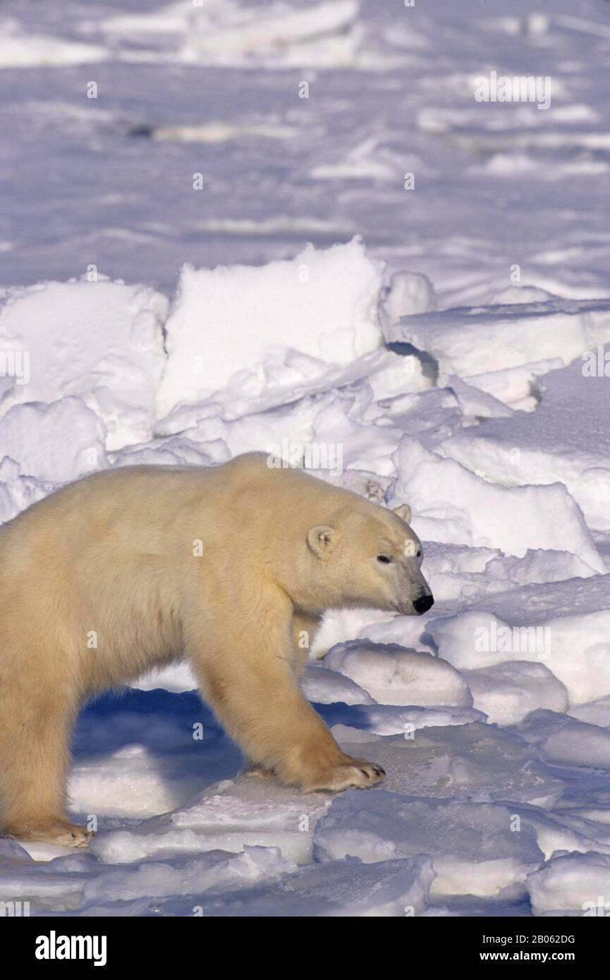 CANADA, MANITOBA, VICINO CHURCHILL, TUNDRA, ORSO POLARE SUL GHIACCIO Foto Stock