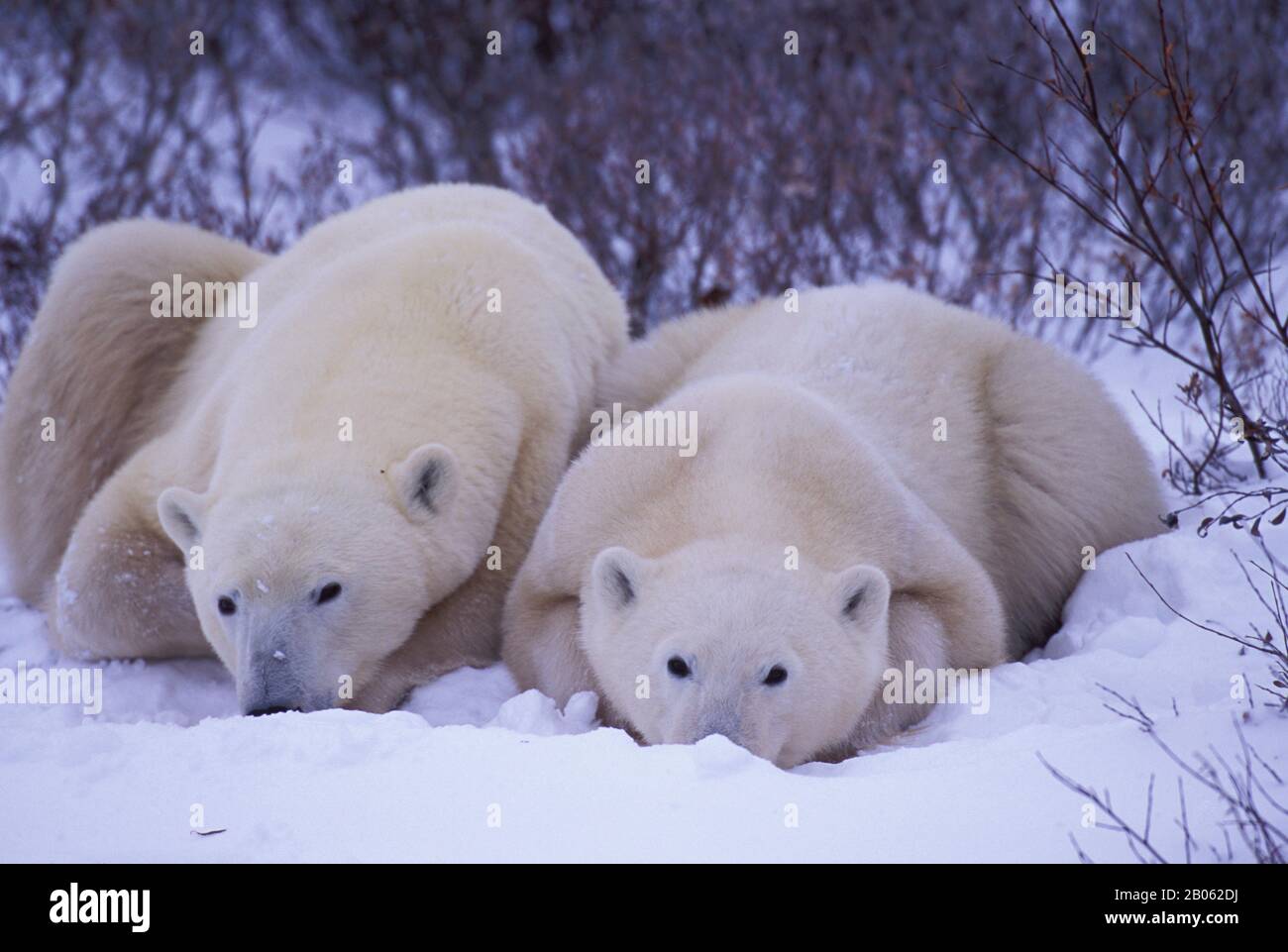 CANADA, MANITOBA, VICINO CHURCHILL, MADRE DI ORSO POLARE CON CUB (CIRCA DUE ANNI E MEZZO) Foto Stock