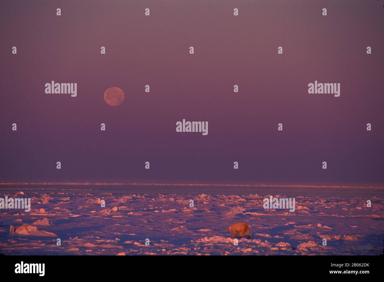 CANADA, MANITOBA, VICINO CHURCHILL, HUDSON BAY, PACK ICE, FULL MOON, POLAR BEAR Foto Stock