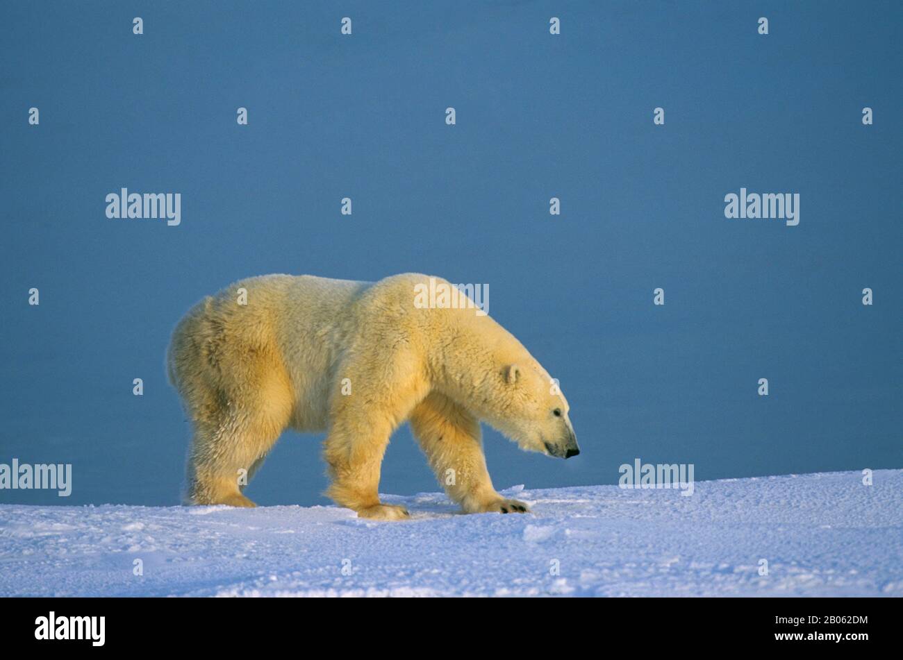 CANADA, MANITOBA, VICINO CHURCHILL, CAMMINATA DELL'ORSO POLARE, ORSO POLARE (URSUS MARITIMUS) Foto Stock