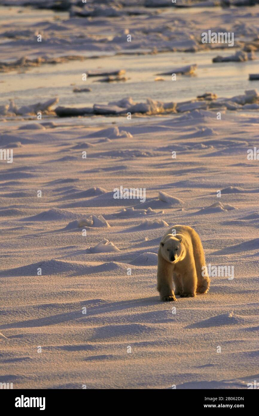 CANADA, MANITOBA, VICINO CHURCHILL, ORSO POLARE A PIEDI SUL GHIACCIO DEL MARE, ORSO POLARE (URSUS MARITIMUS) Foto Stock