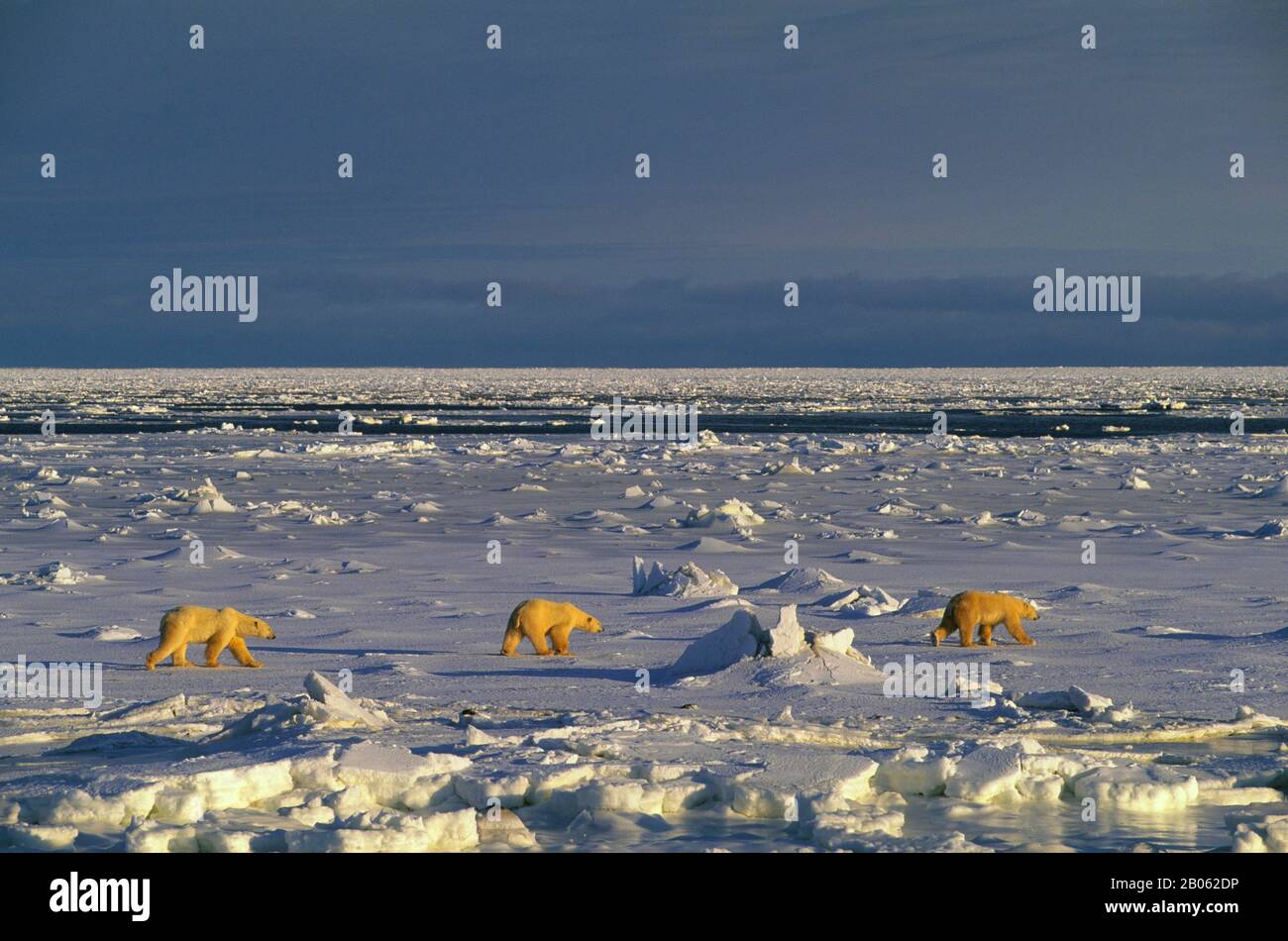 CANADA, MANITOBA, VICINO CHURCHILL, ORSI POLARI A PIEDI SUL GHIACCIO DEL MARE, ORSO POLARE (URSUS MARITIMUS) Foto Stock