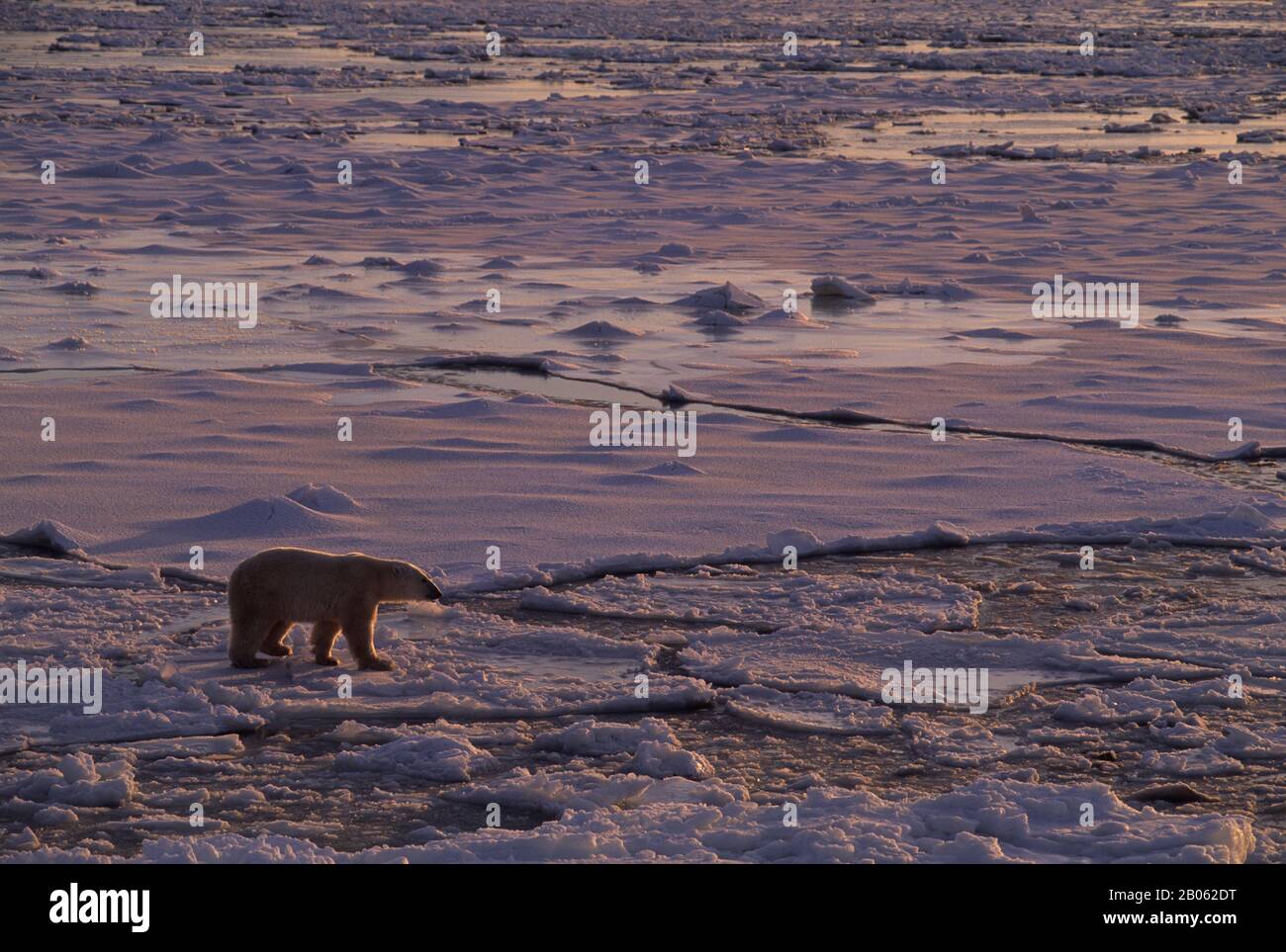 CANADA, MANITOBA, VICINO CHURCHILL, ORSO POLARE A PIEDI SUL GHIACCIO DEL MARE Foto Stock