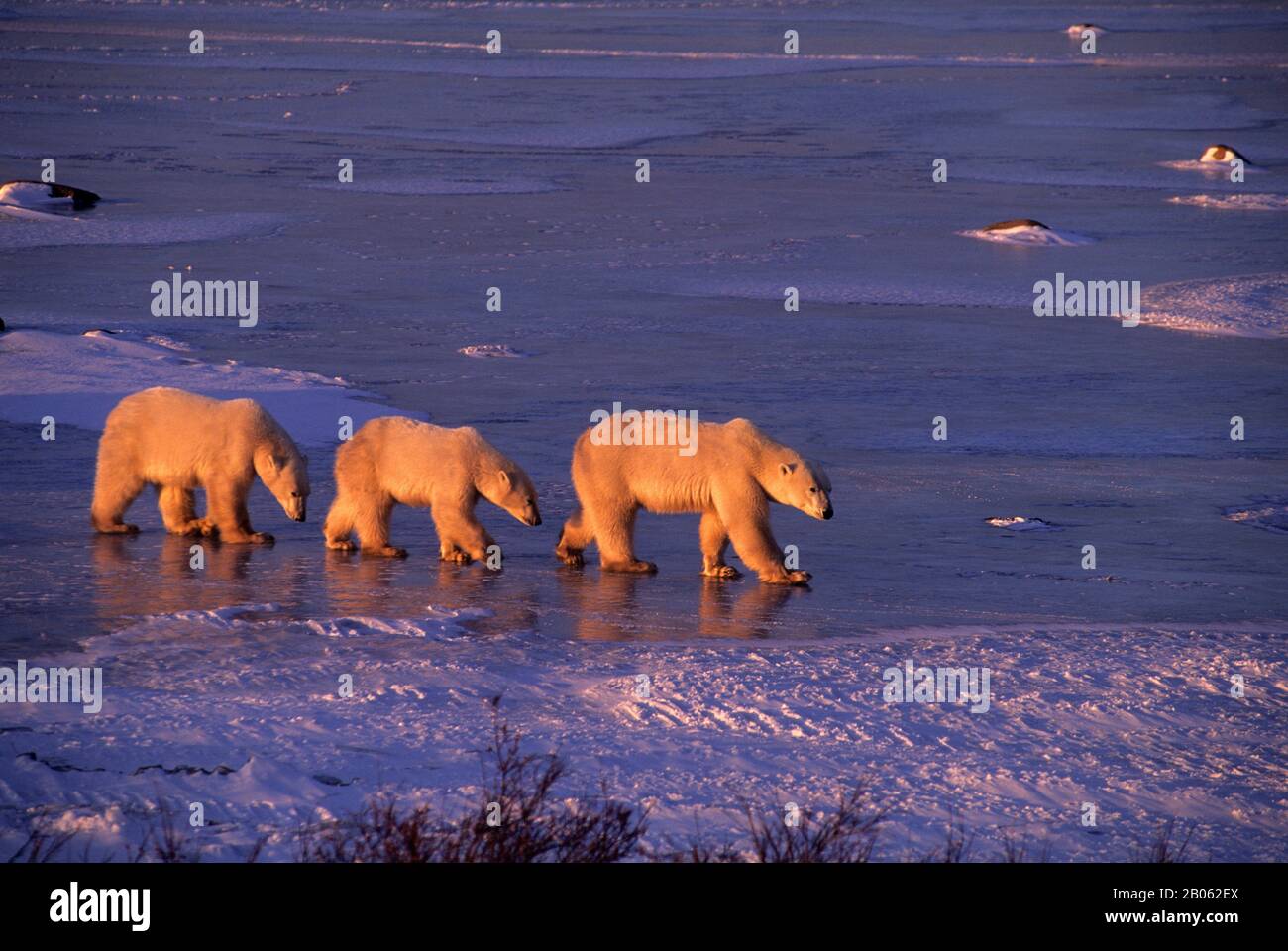 CANADA, MANITOBA, VICINO CHURCHILL, MADRE DI ORSO POLARE CON CUBS (CIRCA DUE ANNI) Foto Stock