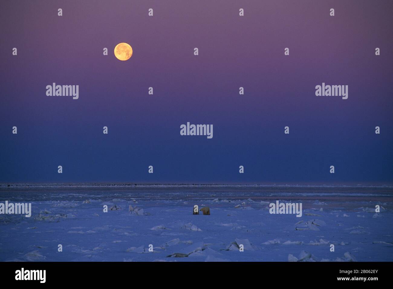 CANADA, MANITOBA, VICINO CHURCHILL, HUDSON BAY, PACK ICE, FULL MOON, POLAR BEARS (URSUS MARITIMUS) Foto Stock