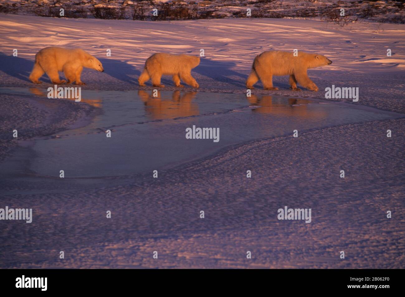 CANADA, MANITOBA, VICINO CHURCHILL, MADRE DI ORSO POLARE CON CUBS (CIRCA DUE ANNI) Foto Stock