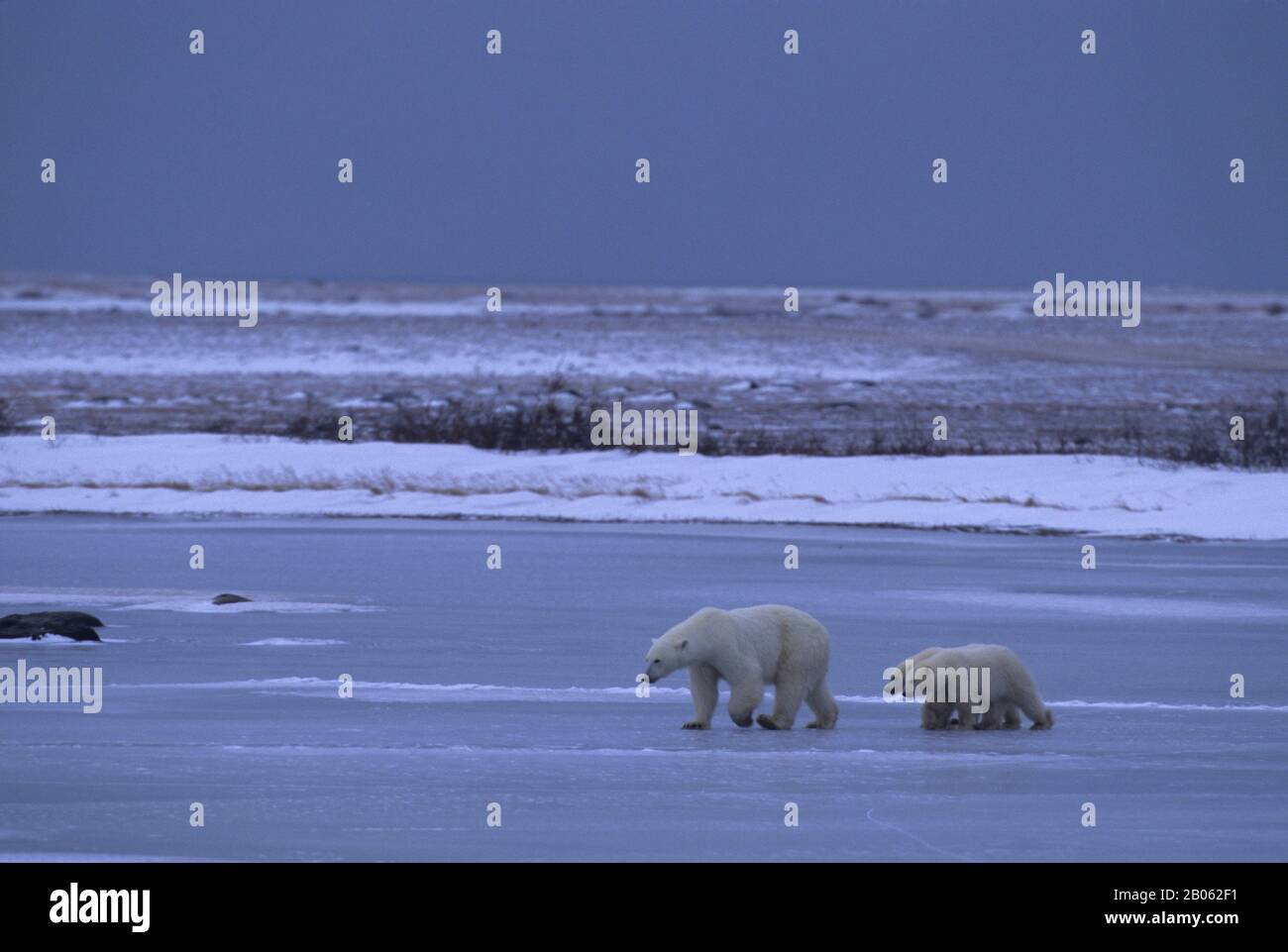 CANADA, MANITOBA, VICINO CHURCHILL, MADRE DI ORSI POLARI CON CUBS (CIRCA UN ANNO) Foto Stock