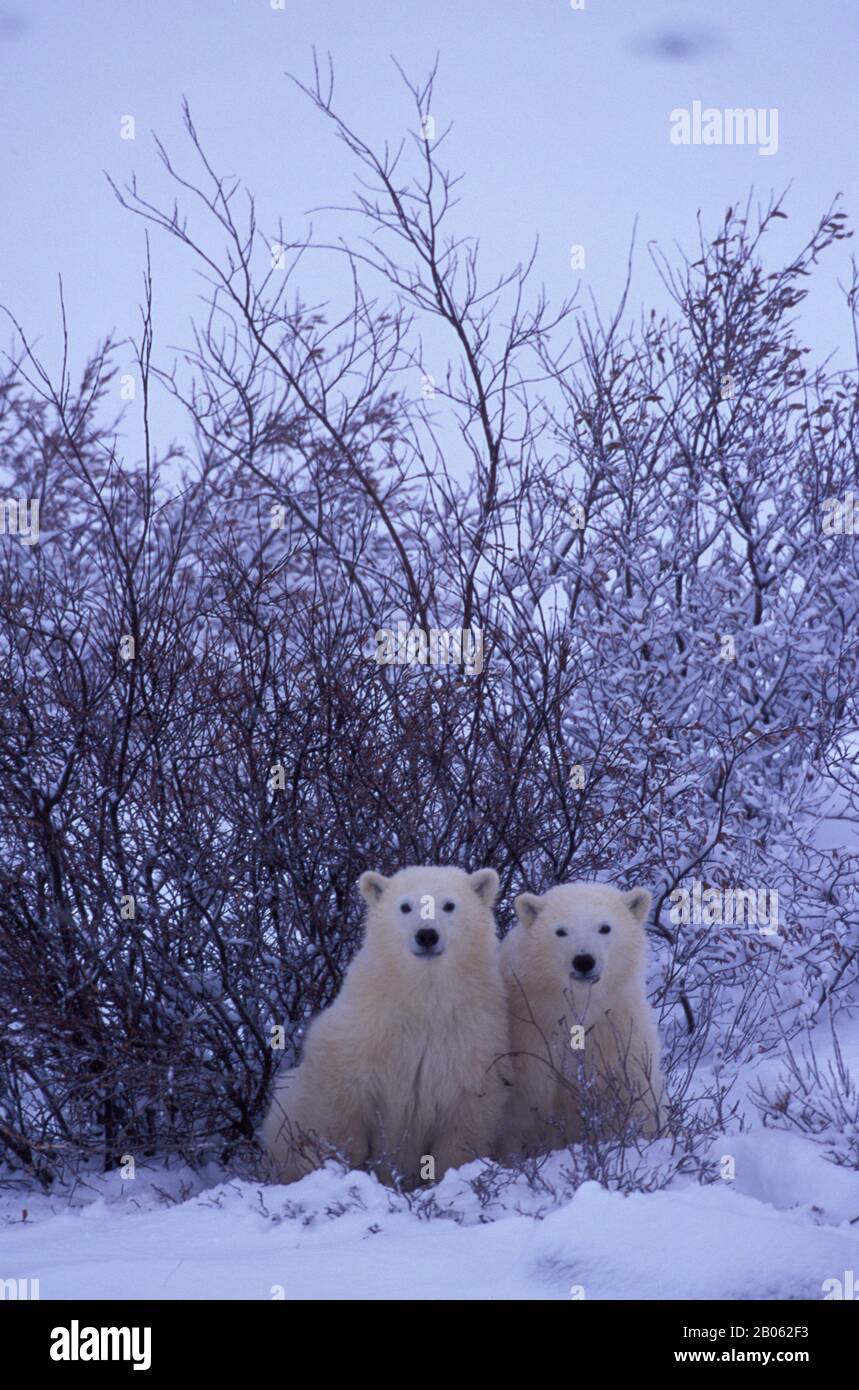CANADA, MANITOBA, VICINO CHURCHILL, CUBS DELL'ORSO POLARE (CIRCA UN ANNO) Foto Stock
