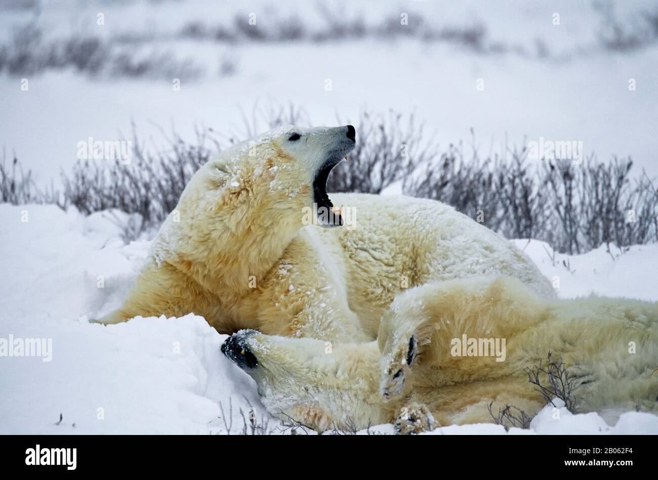 CANADA, MANITOBA, VICINO CHURCHILL, ORSI POLARI, SPARRING MASCHI (GIOCO DI COMBATTIMENTO) Foto Stock