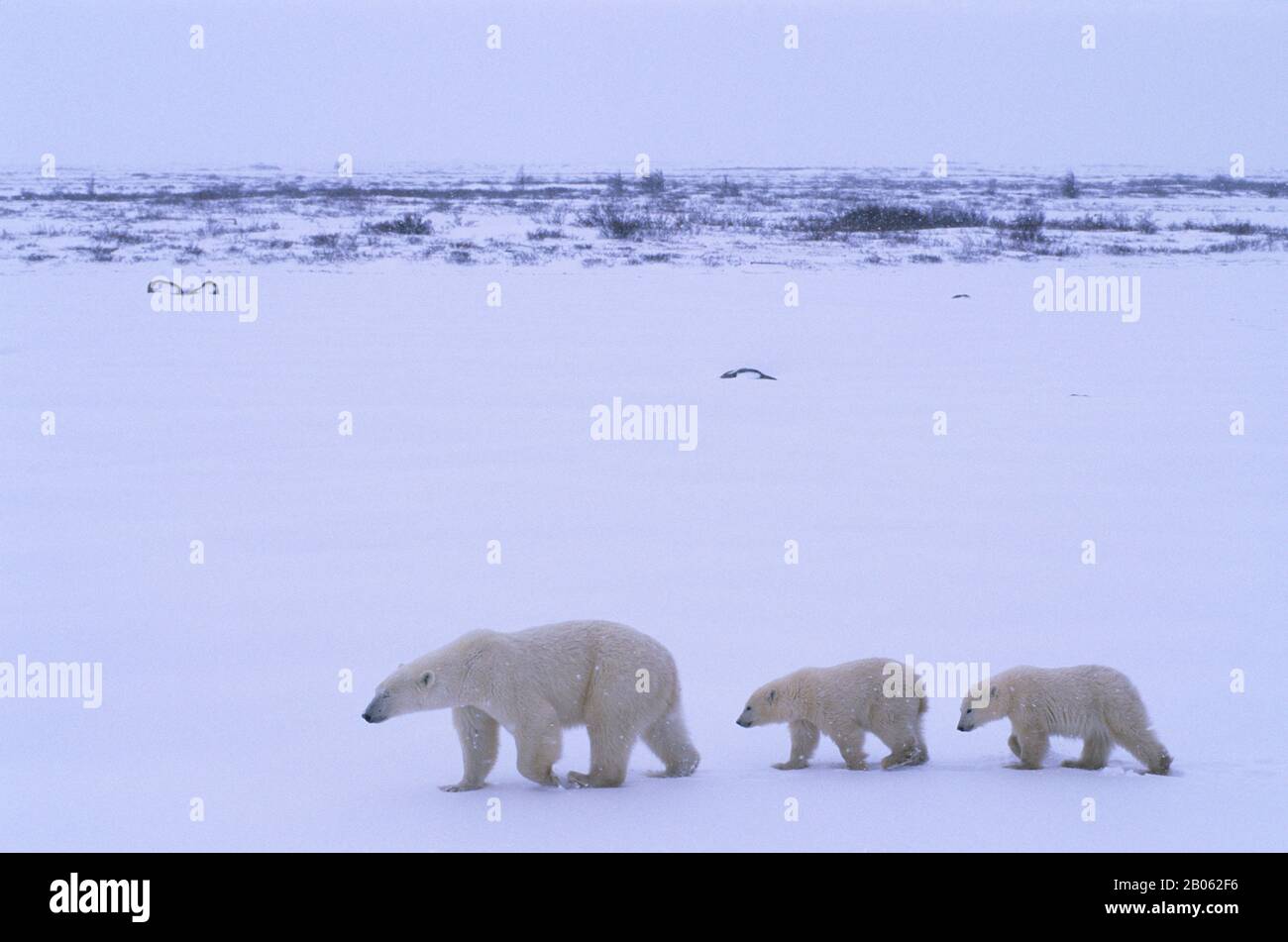 CANADA, MANITOBA, VICINO CHURCHILL, MADRE DI ORSO POLARE CON CUBS, (CIRCA UN ANNO), CAMMINARE Foto Stock