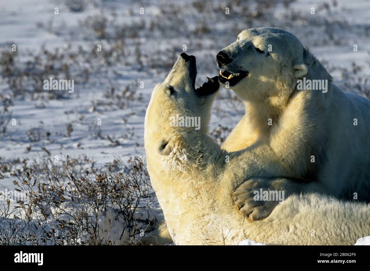 CANADA, MANITOBA, VICINO CHURCHILL, ORSI POLARI, SPARRING MASCHI (GIOCO DI COMBATTIMENTO) Foto Stock