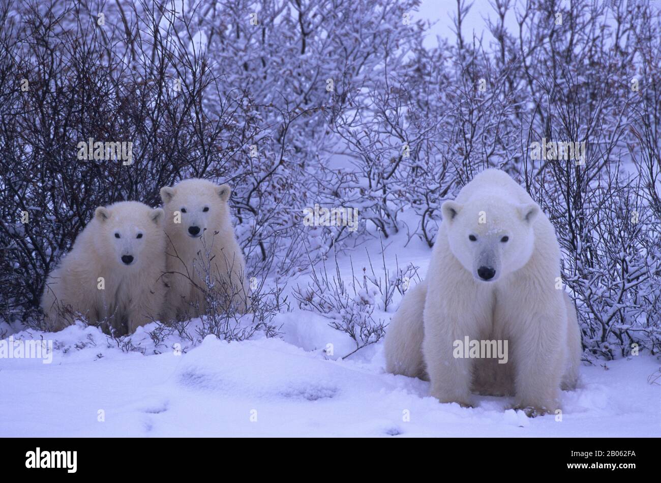 CANADA, MANITOBA, VICINO CHURCHILL, MADRE DI ORSI POLARI CON CUBS (CIRCA UN ANNO) Foto Stock