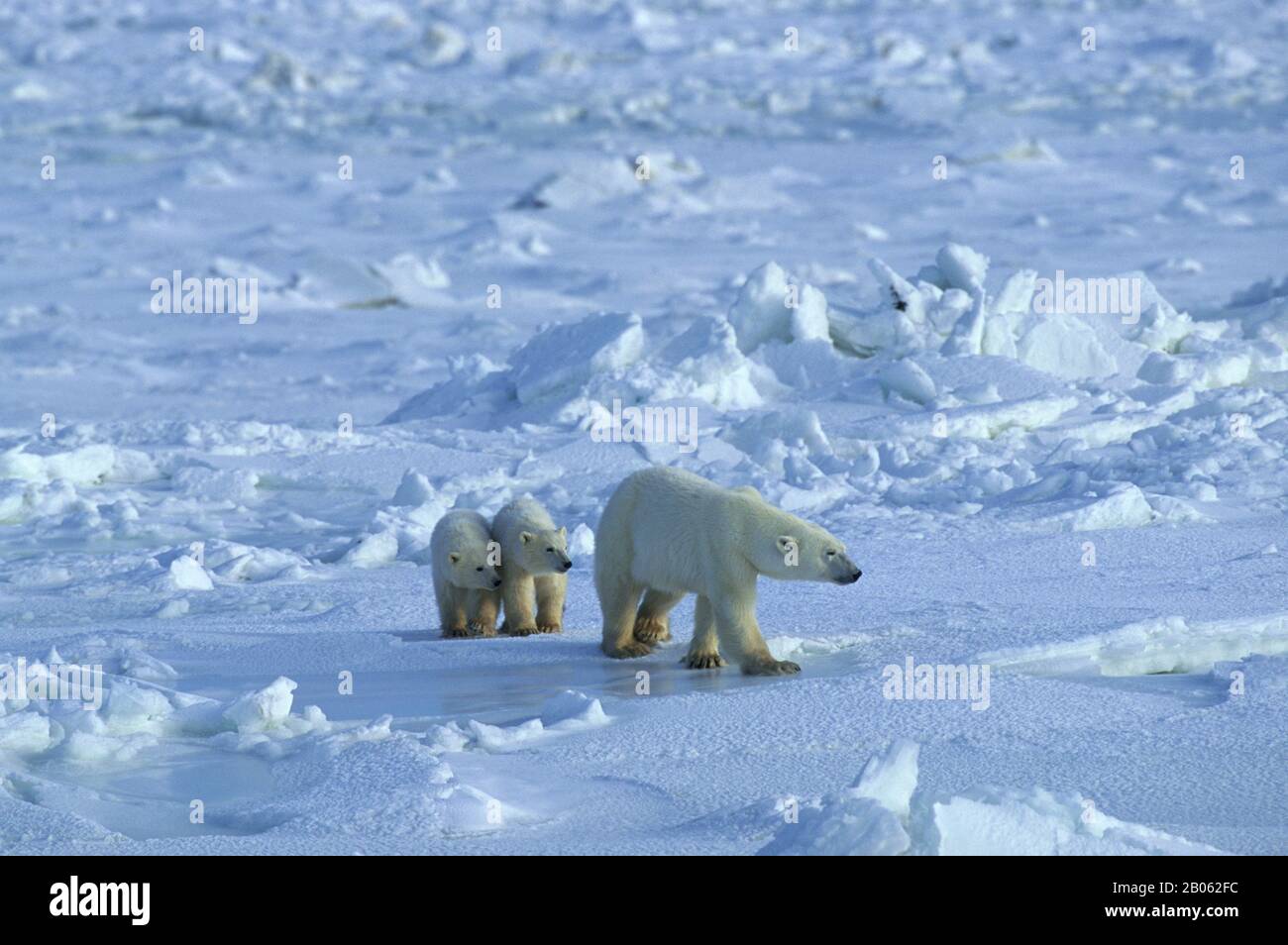 CANADA, MANITOBA, VICINO CHURCHILL, MADRE DI ORSO POLARE CON CUBS (CIRCA UN ANNO), ORSO POLARE (URSUS MARITIMUS) Foto Stock
