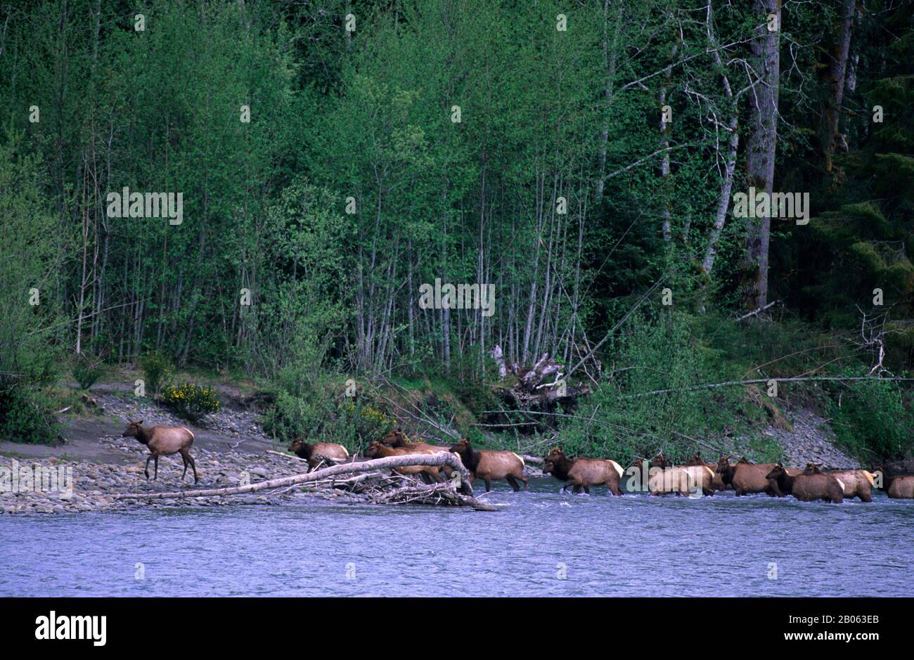 USA, WASHINGTON, OLYMPIC NATIONAL PARK, HOH RIVER, ROOSEVELT ELK HERD CROSSING RIVER Foto Stock