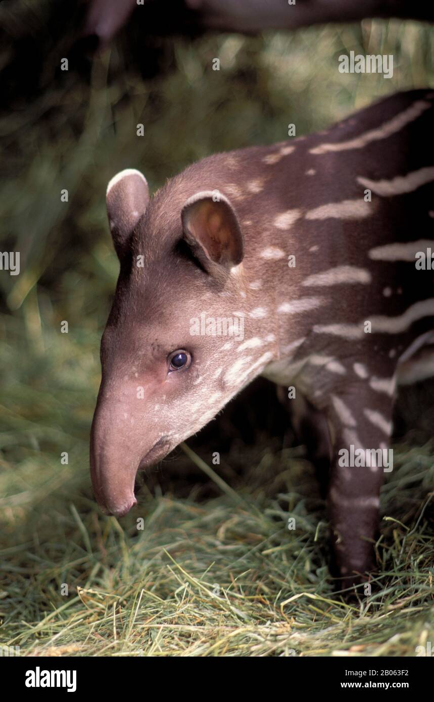 TAPIR BRASILIANO, BAMBINO Foto Stock