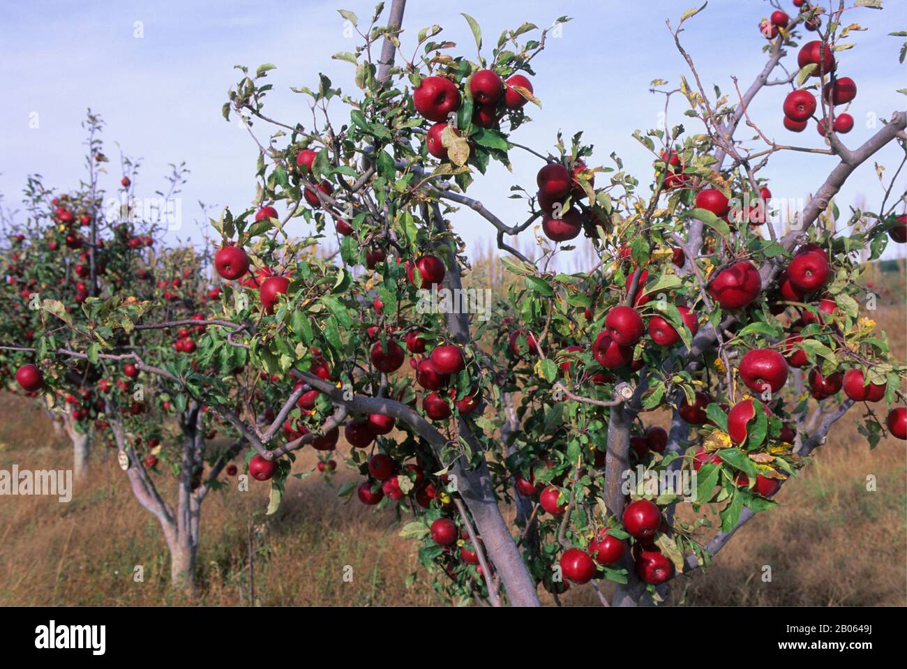 MESSICO, CHIHUAHUA, VICINO A GUERRERO, APPLE ORCHARD, MELE ROSSE DELIZIOSE, ZONA AGRICOLA Foto Stock