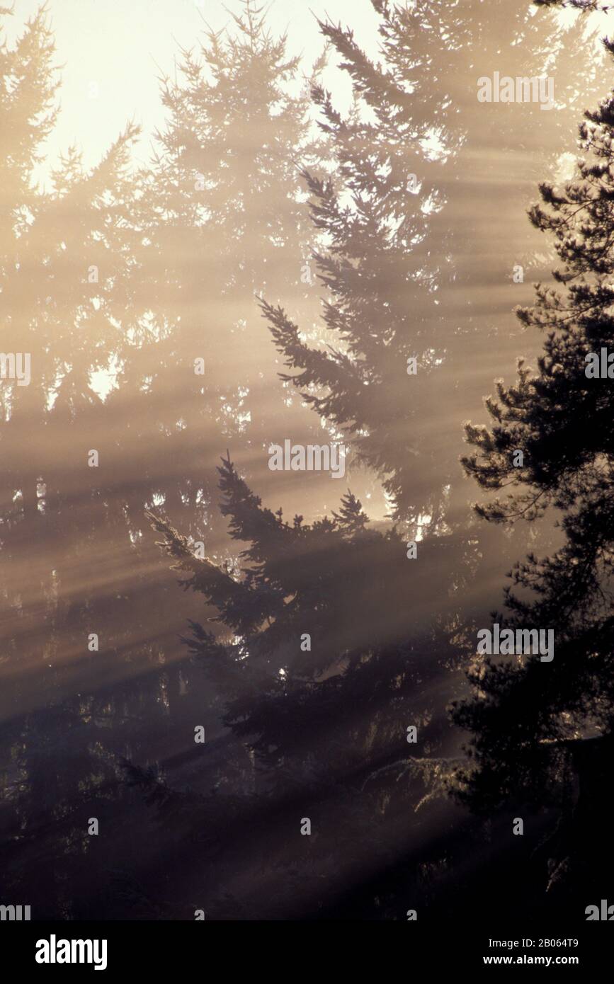 USA, WASHINGTON, BELLEVUE, DOUGLAS FIR E PINI, RAGGI SOLARI ATTRAVERSO NEBBIA Foto Stock