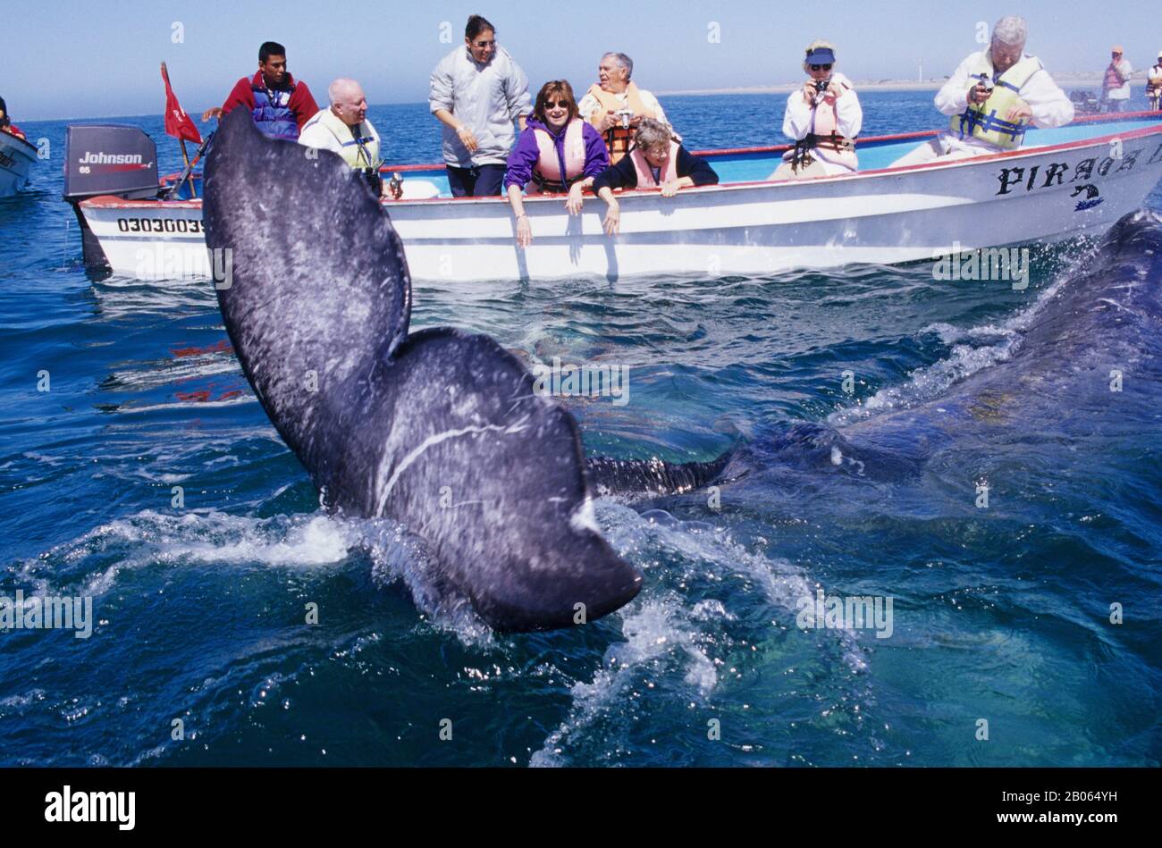 MESSICO, BAJA CALIFORNIA, VICINO A SAN CARLOS, MAGDALENA BAY, PERSONE CON BALENA GRIGIA, FLUKE Foto Stock