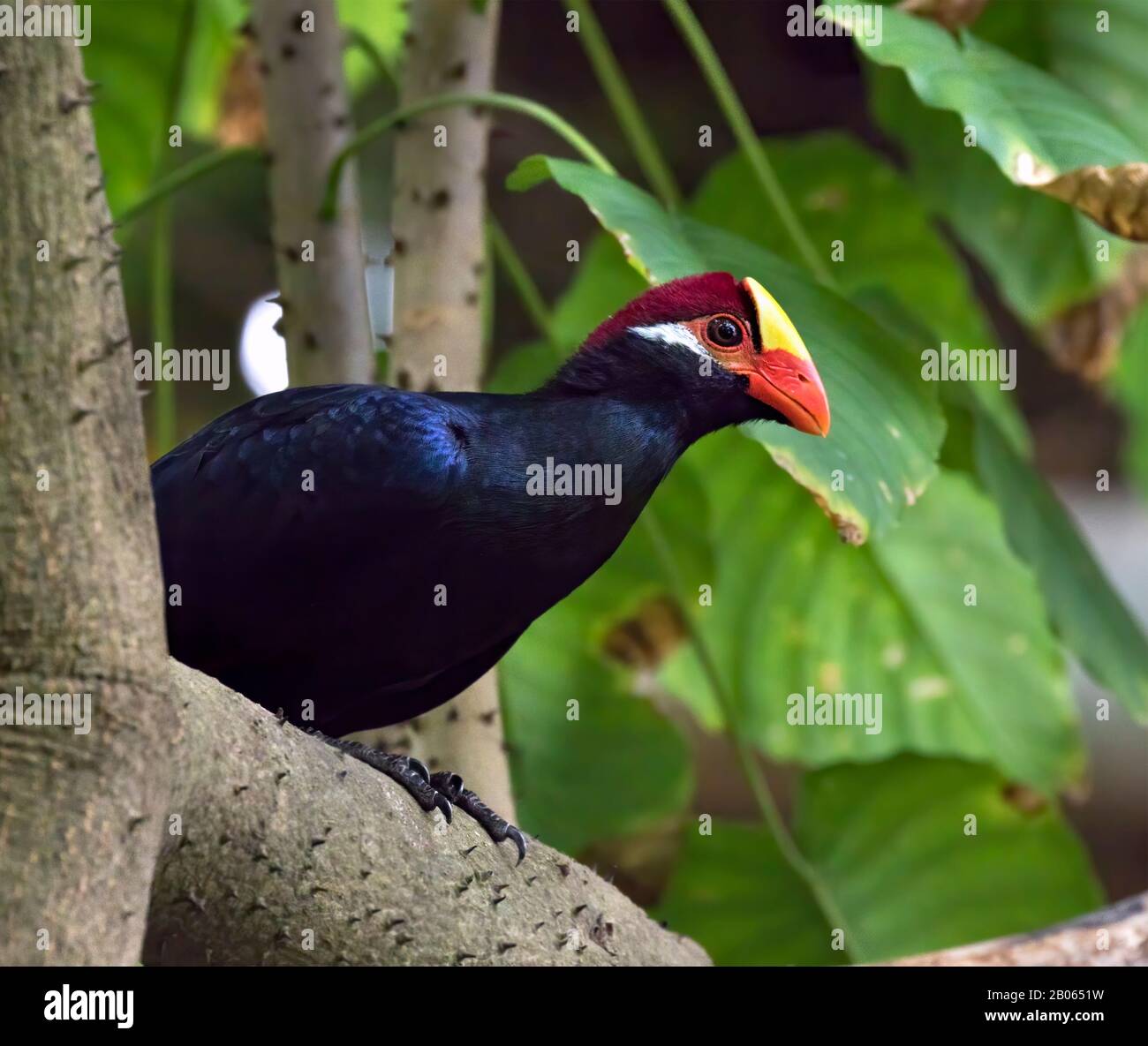 Il turaco violetto (Musophaga violacea) arroccato su un ramo di albero Foto Stock