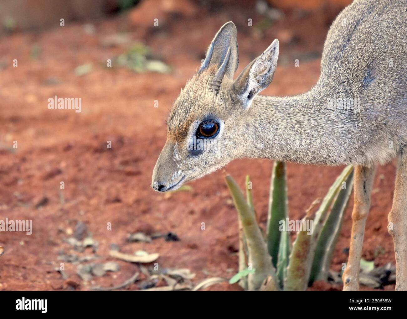 Una piccola dik dik è la più piccola antilope in piedi a 12-16 pollici alla spalla. (Madoqua kirkii) Copia spazio. Primo Piano. Vista Laterale. Foto Stock